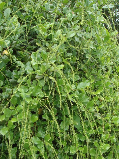 Itea ilicifolia (2)